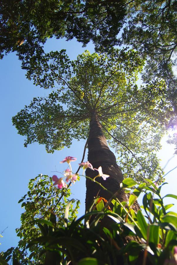 Tree House Hotel Sisaket Bagian luar foto